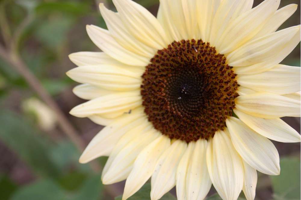 Solros 'ProCut White Nite F1' (frö)